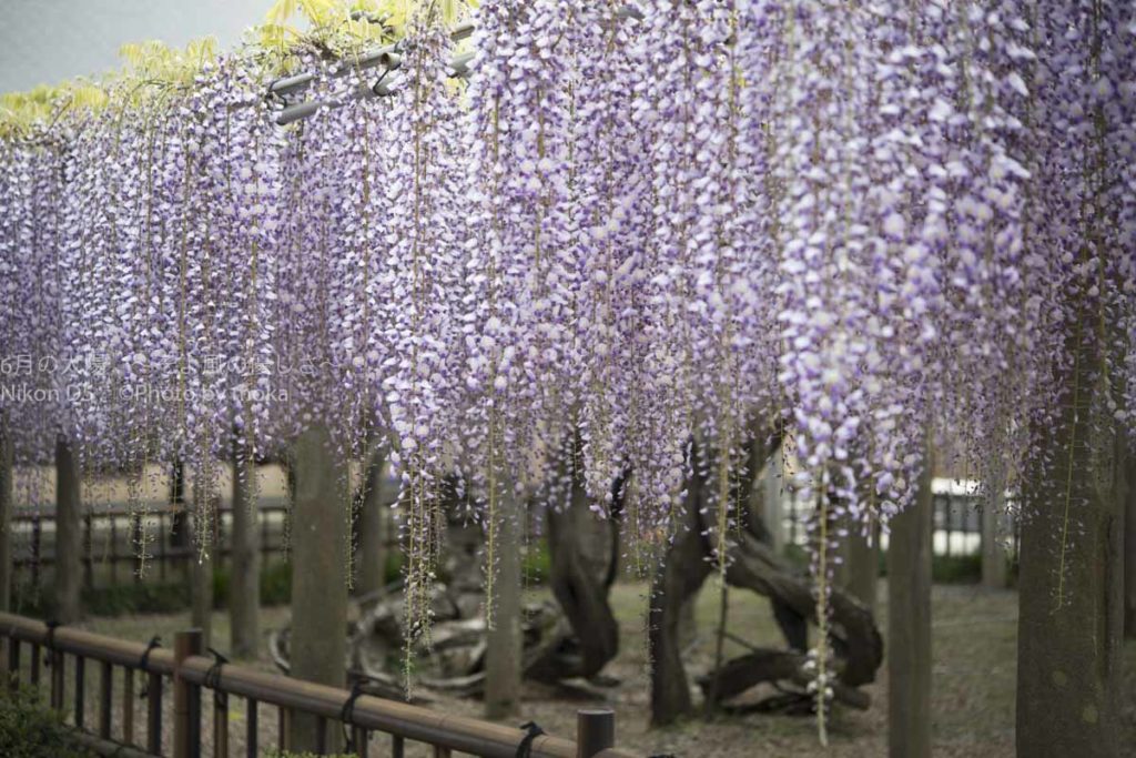 ［６］穴場の藤寺、千葉県銚子の妙福寺