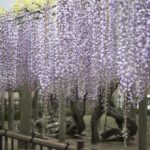 ［６］穴場の藤寺、千葉県銚子の妙福寺