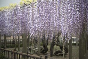 ［６］穴場の藤寺、千葉県銚子の妙福寺