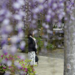 ［６］樹齢７００年の臥龍の藤と記念撮影！！