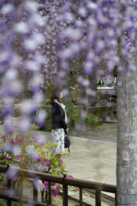 ［６］樹齢７００年の臥龍の藤と記念撮影！！