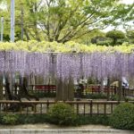 ［６］千葉県銚子の穴場で藤の花を満喫