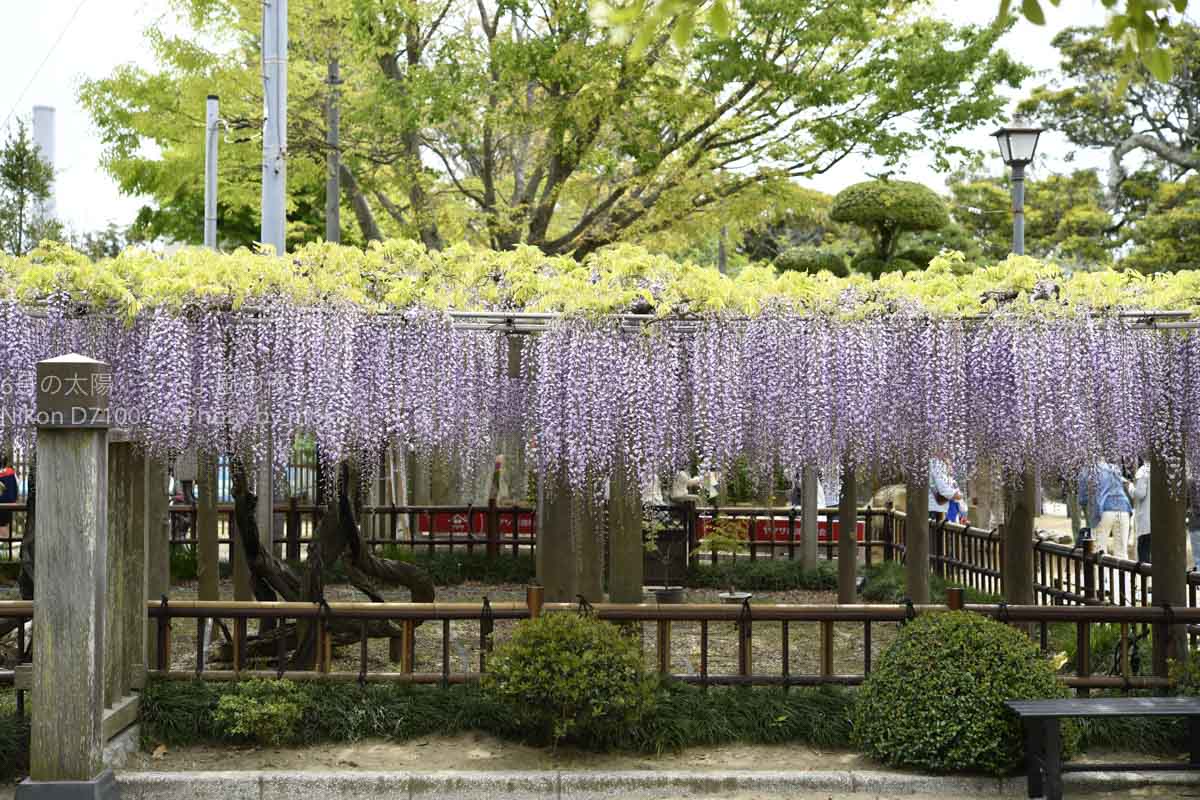 ［６］千葉県銚子の穴場で藤の花を満喫