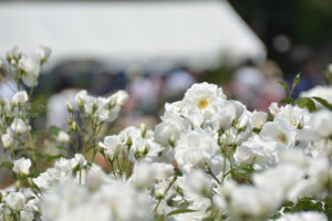 ［６］真夏のような日差しに照らされた、真っ白な薔薇の花