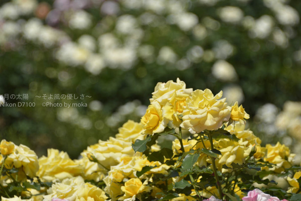 ［６］春の薔薇を観るなら、朝一番を狙ってみては！？