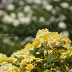 ［６］春の薔薇を観るなら、朝一番を狙ってみては！？