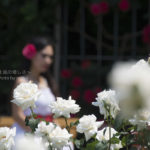 ［６］美女と純白に輝く白い薔薇