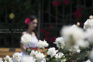 ［６］美女と純白に輝く白い薔薇