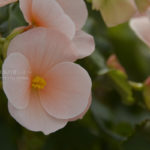 ［６］真夏のような暑さを避けて温室のベゴニアを撮る！！