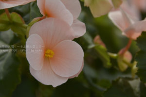 ［６］真夏のような暑さを避けて温室のベゴニアを撮る！！