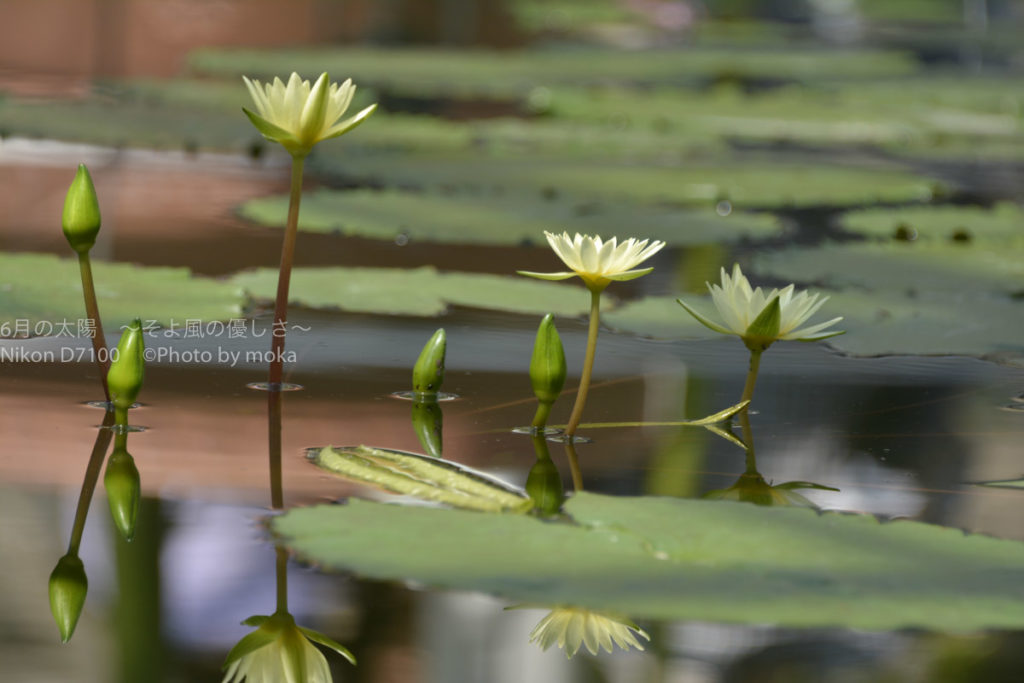 ［６］透き通った花と水面が作り出す、シンメトリーの世界！