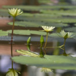 ［６］透き通った花と水面が作り出す、シンメトリーの世界！