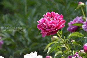 ［６］まるで美しい女性が座っているような牡丹の花