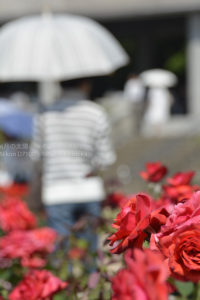［６］人物の姿をぼかして写真の印象づくり！
