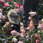 ［６］他の人が撮ったバラの写真で勉強させて欲しい （笑）