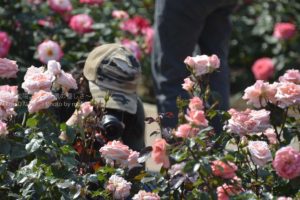 ［６］他の人が撮ったバラの写真で勉強させて欲しい （笑）