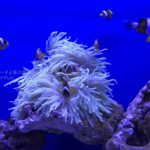 ［６］水族館で感じたiPhone7 PLUSのカメラの実力