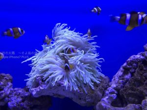 ［６］水族館で感じたiPhone7 PLUSのカメラの実力