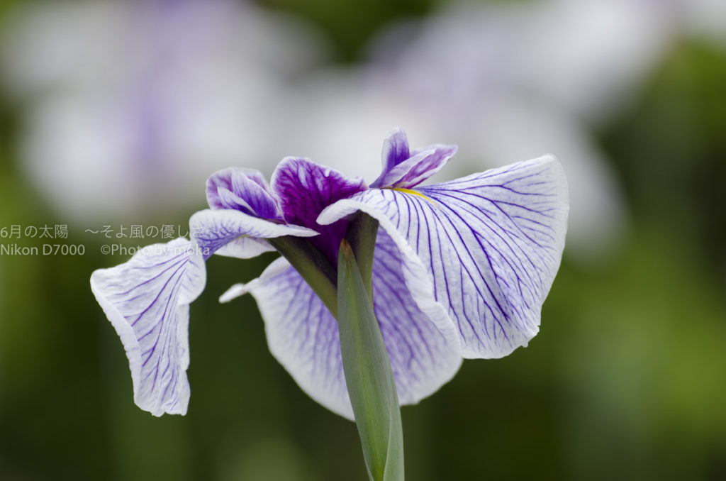 ［６］堀切菖蒲園のハナショウブを楽しむ！！