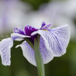 ［６］堀切菖蒲園のハナショウブを楽しむ！！