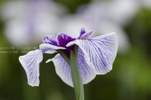 ［６］堀切菖蒲園のハナショウブを楽しむ！！