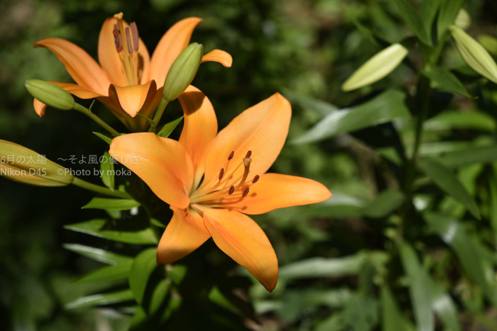 ［６］清楚という言葉がピッタリなユリの花！！