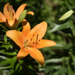 ［６］清楚という言葉がピッタリなユリの花！！