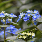 ［６］６月に入って、紫陽花が綺麗に咲き始めました！