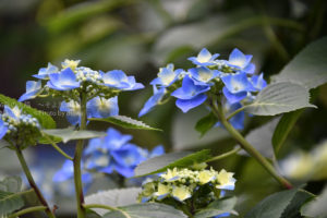 ［６］６月に入って、紫陽花が綺麗に咲き始めました！