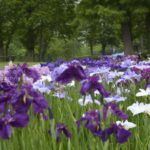 ［６］６月を彩る一面のはなしょうぶ園