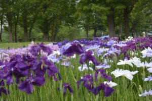 ［６］６月を彩る一面のはなしょうぶ園
