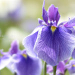 ［６］水元公園で見頃を迎えたハナショウブ！