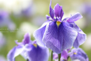 ［６］水元公園で見頃を迎えたハナショウブ！