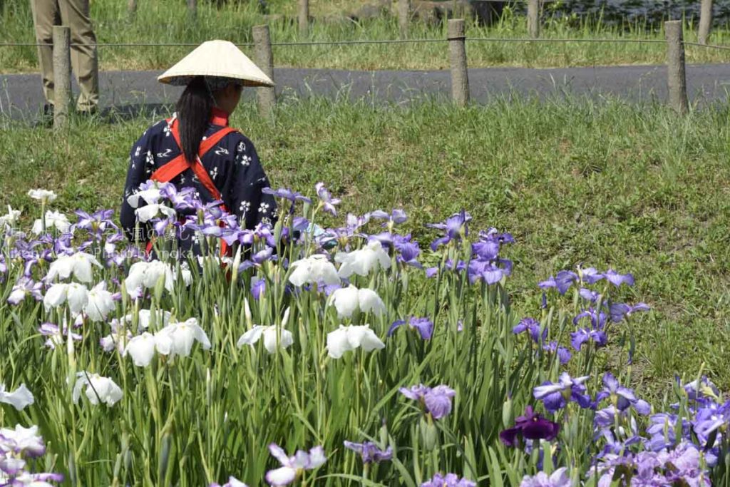 ［６］ハナショウブの花摘みは、次に咲く２番花のため！