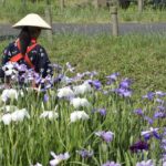 ［６］ハナショウブの花摘みは、次に咲く２番花のため！