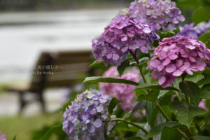 ［６］過ぎゆく季節、終わりゆく花の季節
