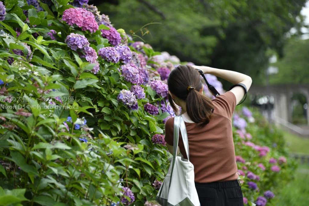 ［６］２０１７年最期の紫陽花とカメラ女子！！