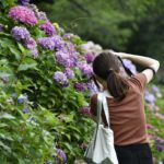 ［６］２０１７年最期の紫陽花とカメラ女子！！