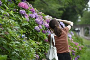 ［６］２０１７年最期の紫陽花とカメラ女子！！