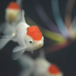 ［６］日本の夏、金魚の夏！？