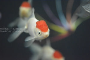 ［６］日本の夏、金魚の夏！？