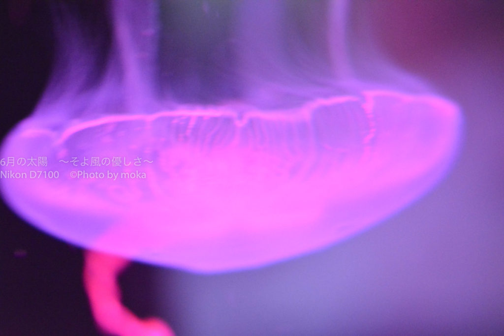 ［６］妖艶に、涼しげに水槽を漂うクラゲ！！