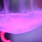 ［６］妖艶に、涼しげに水槽を漂うクラゲ！！