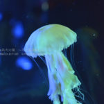 ［６］彩りを変えながら、ユラユラと浮遊するクラゲの姿