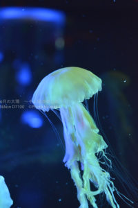 ［６］彩りを変えながら、ユラユラと浮遊するクラゲの姿