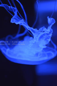 ［６］幻想的に水の流れに揺れるクラゲの姿