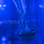 ［６］水槽をグルグルと巡る優雅なクラゲの姿