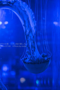 ［６］水槽をグルグルと巡る優雅なクラゲの姿