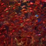 ［６］幻想的な龍宮城と真夏の金魚