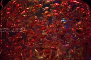 ［６］幻想的な龍宮城と真夏の金魚